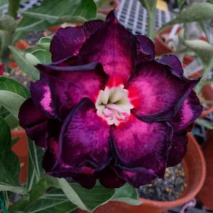 Adenium Rosy Variety Grafted Flowers Plants