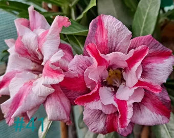 Adenium Rosy Variety Grafted Plants