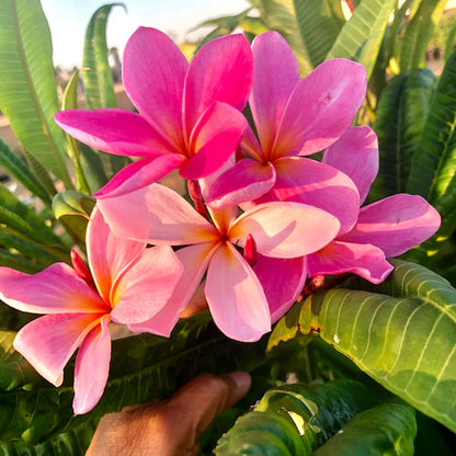 Plumeria Flowers Plant