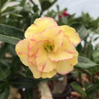 Adenium Rosy Variety ( Grafting) Plants