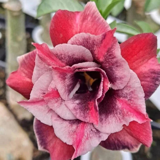 Adenium Rosy Variety Grafted Plants