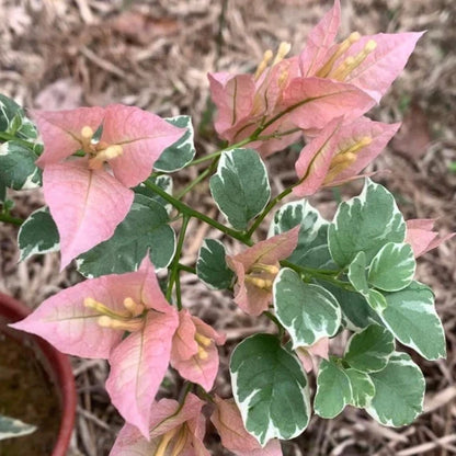 Sakura Belacan rare bougainvillea