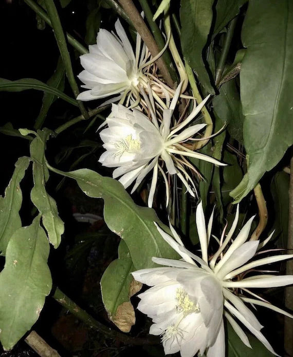 Brahmma Kamal Flowers Plants (white)