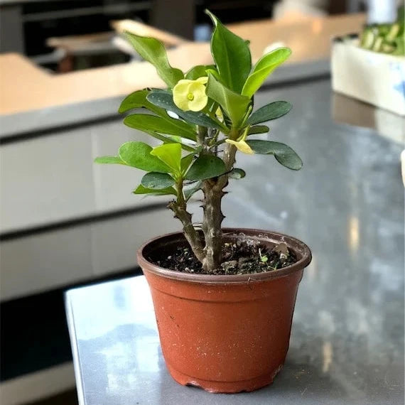 Euphorbia Flowers Plant (Yellow)