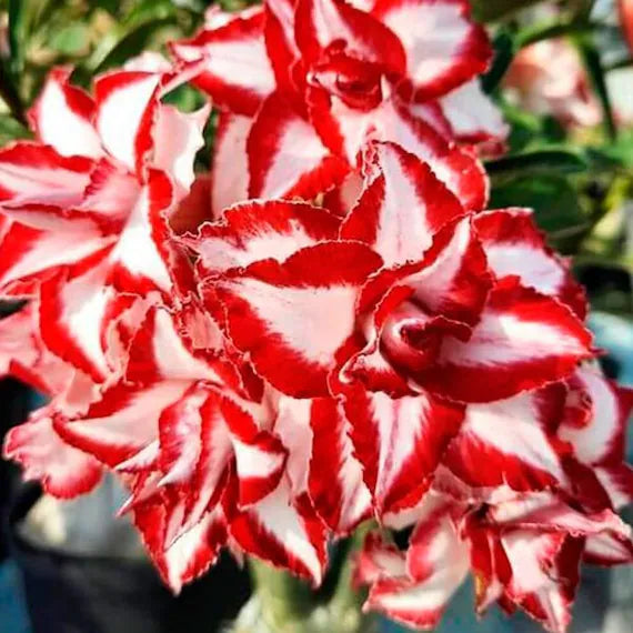 Adenium Rosy Variety Flowers Plants