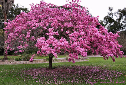 Jacaranda Flowers Plants (pink)