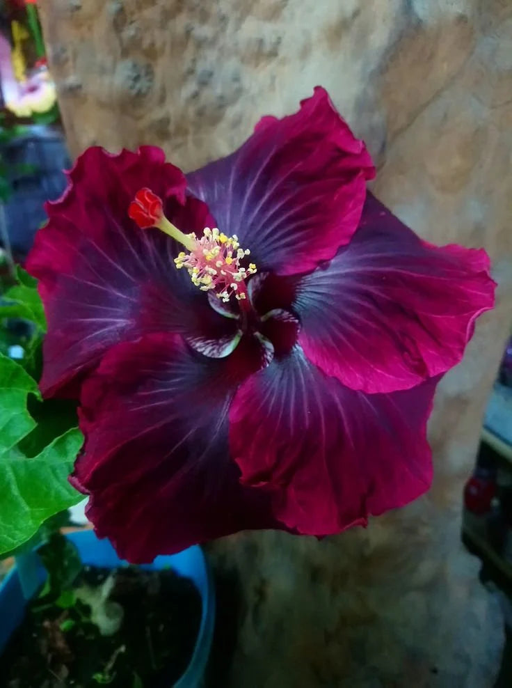 Austrian Hibiscus Flowers plants (Black Dragon)