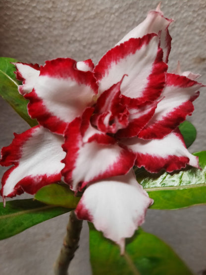 Adenium Rosy Variety Flowers Plants