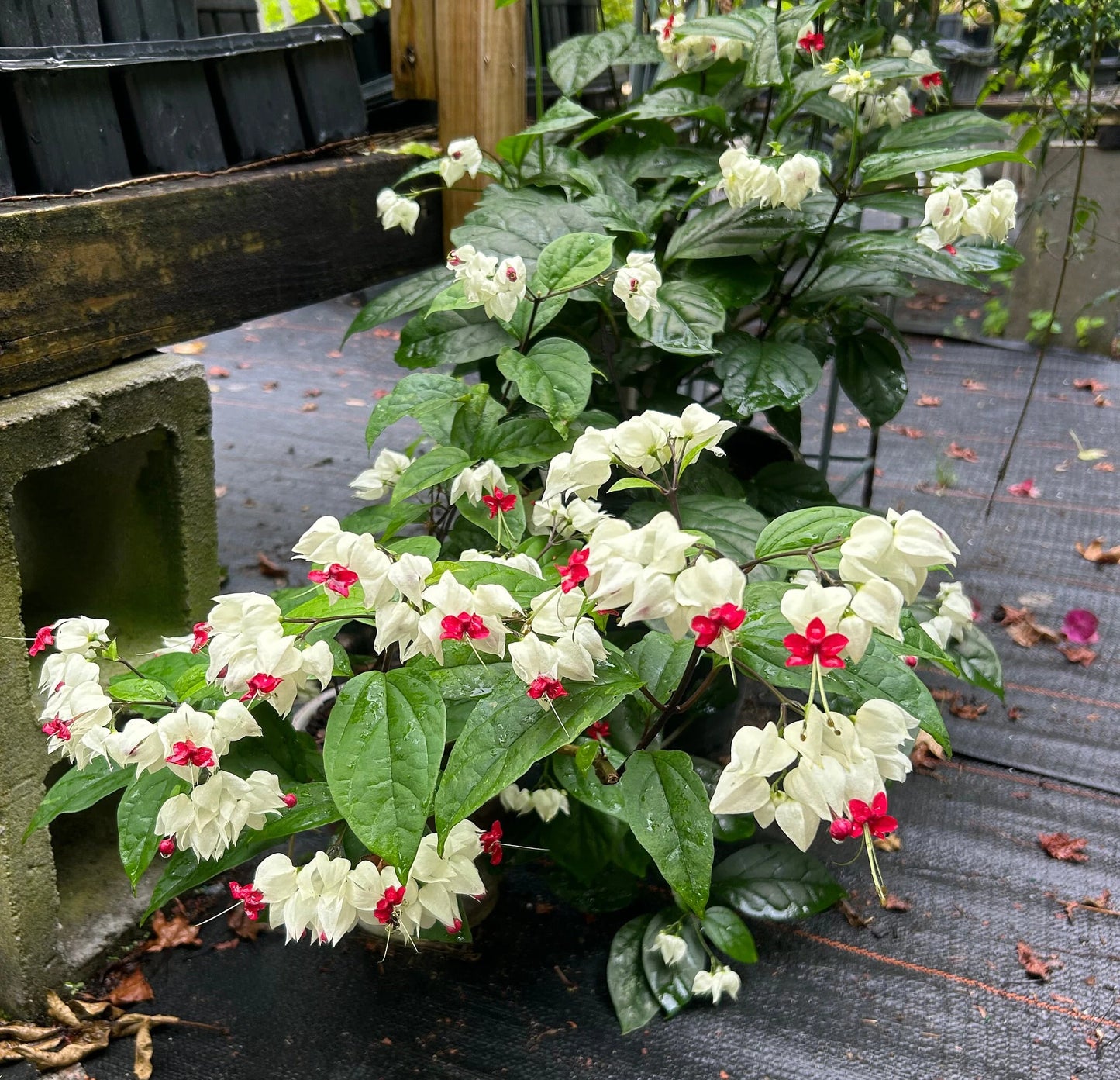 Bleeding Heart Vine White and Red