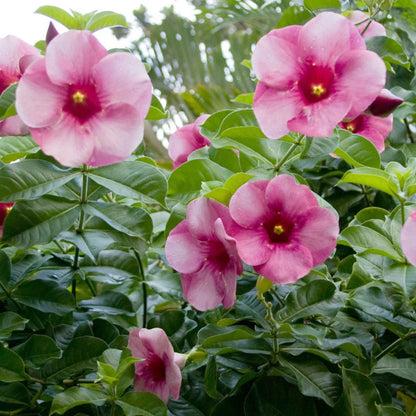 ALLAMANDA FLOWERS PLANTS (Purple)