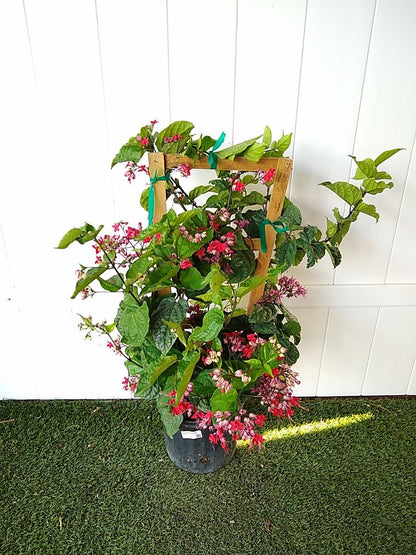 Bleeding Heart Vine Red Flowers Plants