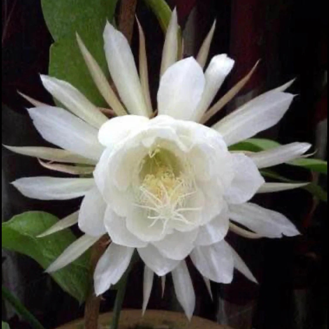 Brahmma Kamal Flowers Plants (white)