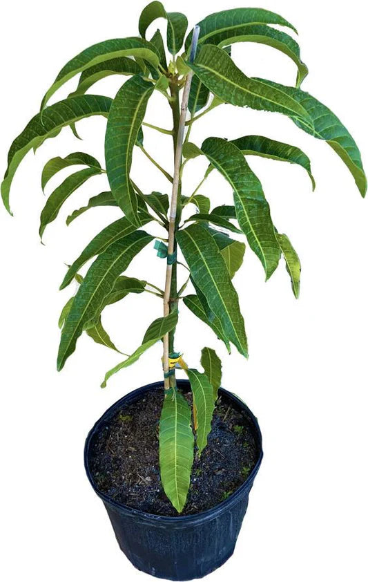 TOLEDO HYBRID MANGO PLANTS(GRAFTED)