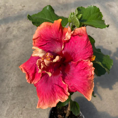 Australian Hibiscus Flowers Plants (double Thoka)