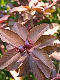 Malaysian red Guava Plants