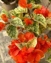 Daimond Orange Bougainvillea