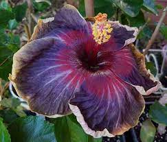 Australian Hibiscus Flowers Plants