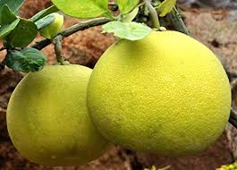 Pomelo BATABI LABU Fruit Plant