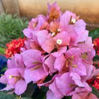 Mahathir pink bougainvillea