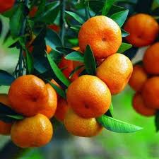 SWEET CHINESE ORANGE FRUIT PLANTS