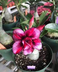 Adenium Rosy Variety Grafting Plant