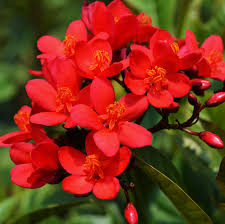 JATROPHA FLOWERS PLANTS