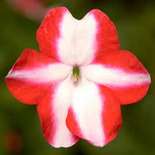 Impatiens Flowers Plants (White AND Orange)