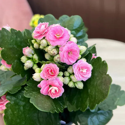 Florist Kalanchoe Flowers Plants (Pink)