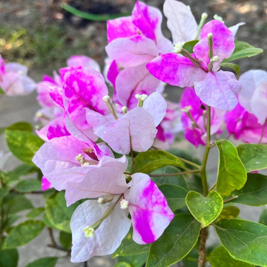 Bougainvillea Flowers PLANT( ID- ICE CREAM)