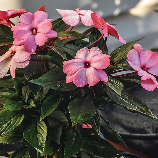 Impatiens Flowers Plants (Pink)