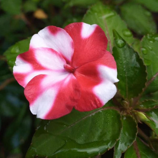 Impatiens Flowers Plants (White AND Orange)