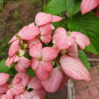 Mussaenda Flowering Plant (Pink)