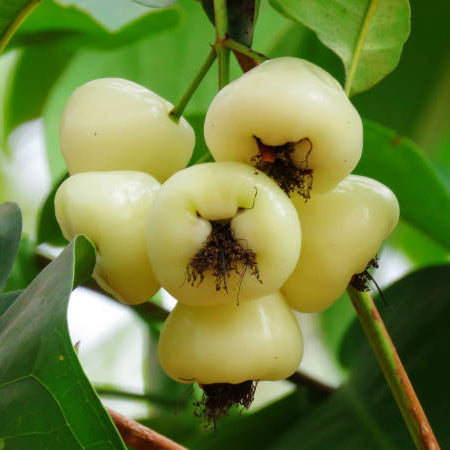 Water Apple(White)Fruit Plants