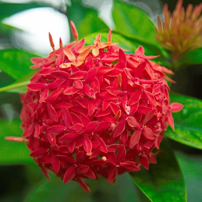 Chinese Ixora Flowers Plants (Red)