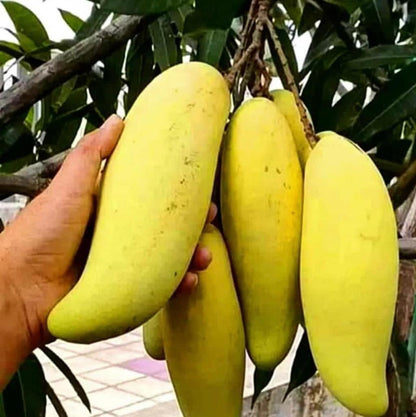 YELLOW BANANA MANGO  Fruit plants