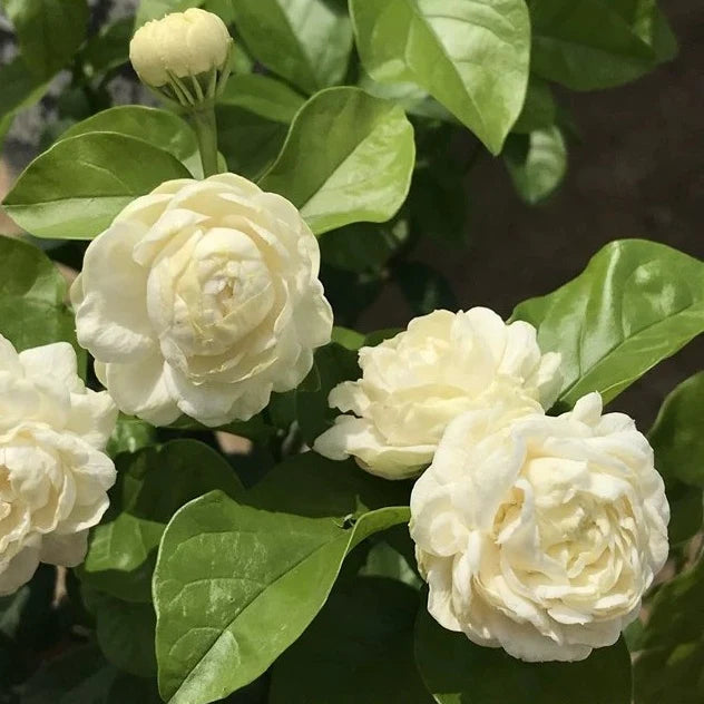 Jasmine Rose Flowers Fragrant Plants