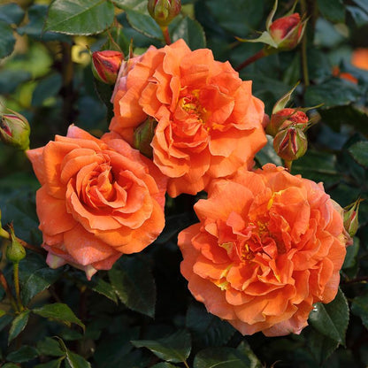 Climbing Rose (Orange) Flower Plants