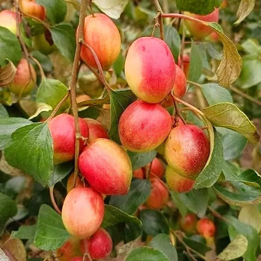 All Time Red Apple Ber- Fruit Plants