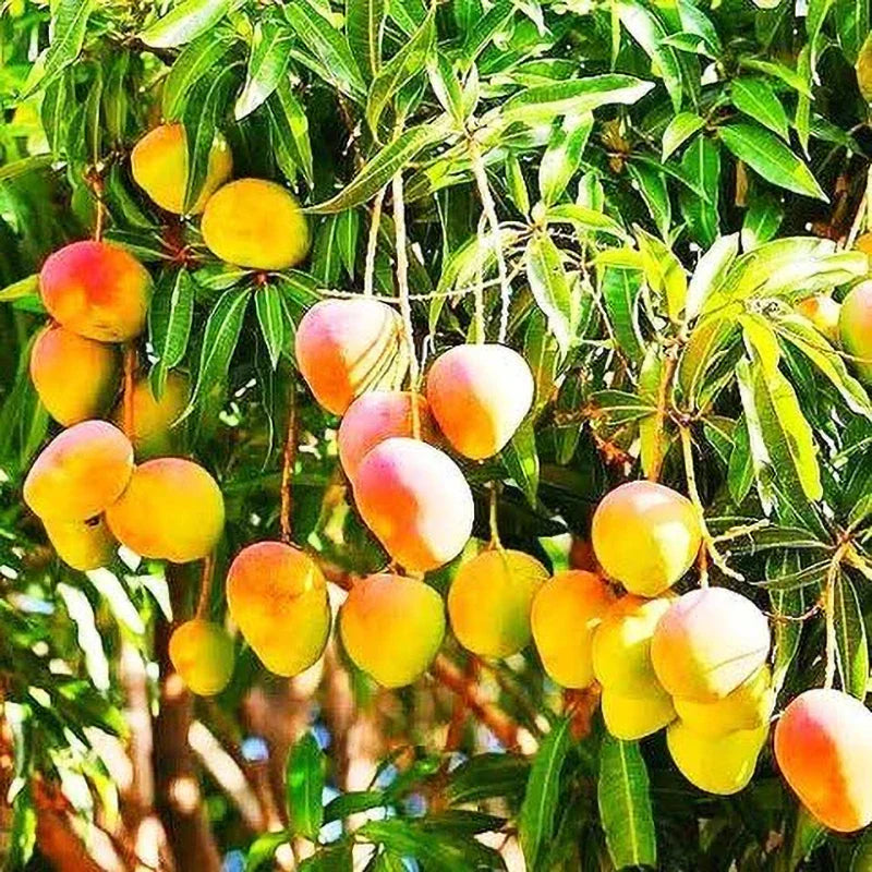 KESAR MANGO (GRAFTED)PLANTES