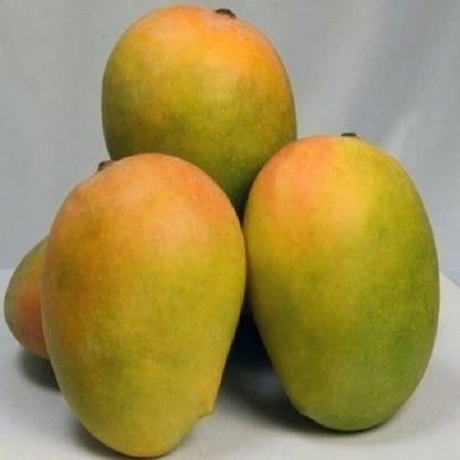 KESAR MANGO (GRAFTED)PLANTES