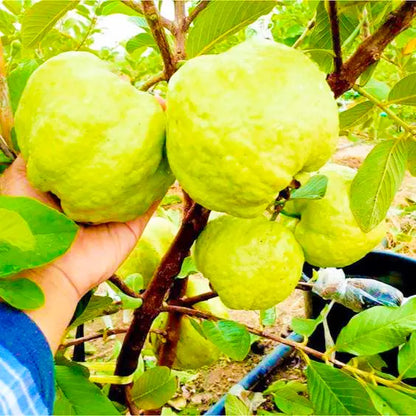 Guava kg Guava Fruit Plant