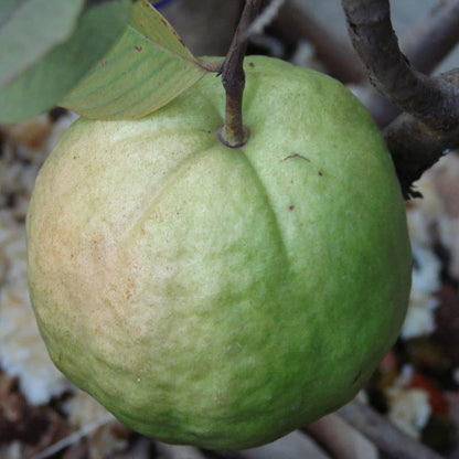 Guava kg Guava Fruit Plant