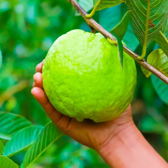 THAI KG Guava Fruit Plants