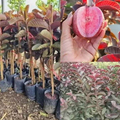 Malaysian Guava red Dwarf Varieties Plant