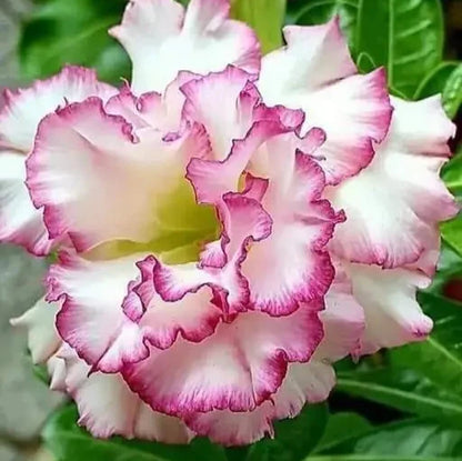 ADENIUM Flowers (Grafting) plant ( white and purple)