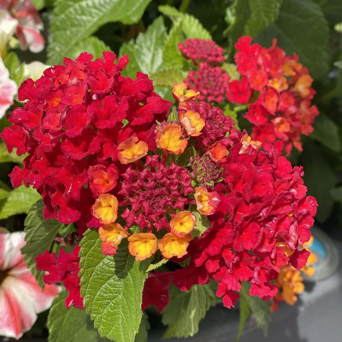 Lantana Flowers Plants ( Red)