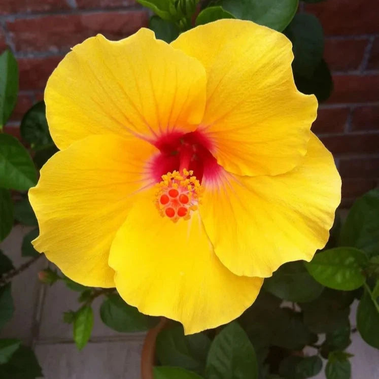 Hibiscus Flowers Plants (yellow)