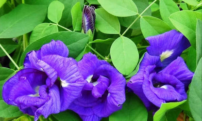 Asian pigeonwings Flowers Plants (Aparajita Blue)