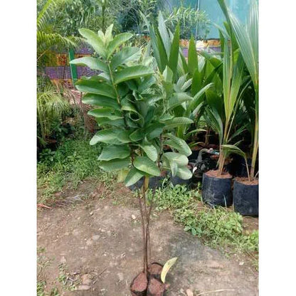 Golden 8 Guava Plant Grafted & Hybrid Plants