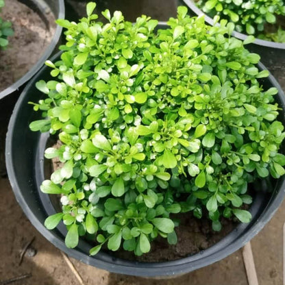 Fast Growth Table Kamini Plants